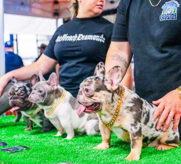 french-bulldogs-Onlyfrenchies-showcase-dogs